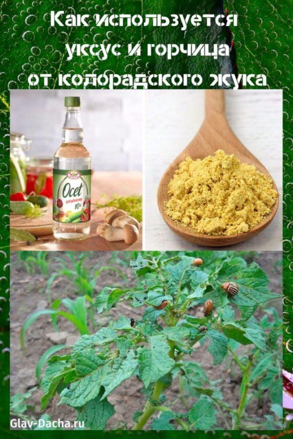 etikka ja sinappi Colorado-perunakuoriaisesta