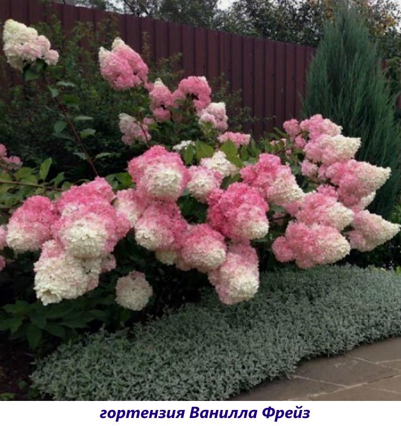 hydrangea vanilja freise