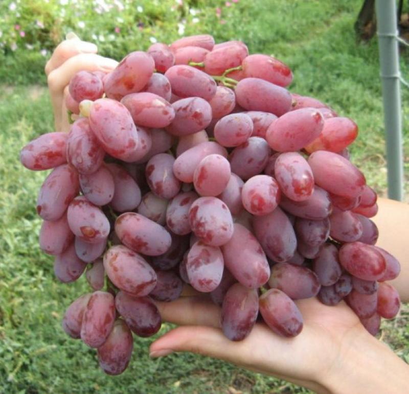 thumbnail image 2 of Rizamat Grape Vine Cuttings – 5 Pieces For Rooting Or Grafting 2 of 6
