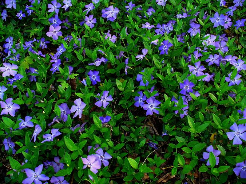 periwinkle-istutus ja hoito