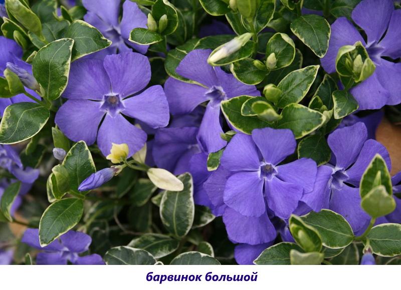 periwinkle suuri