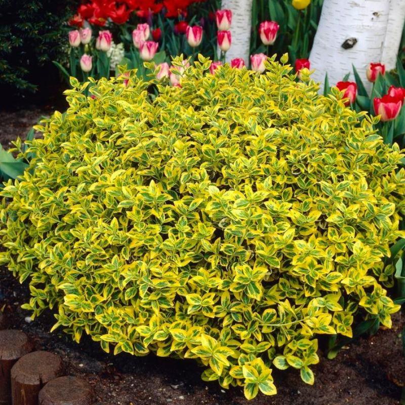 euonymus forchuna maisemasuunnittelussa