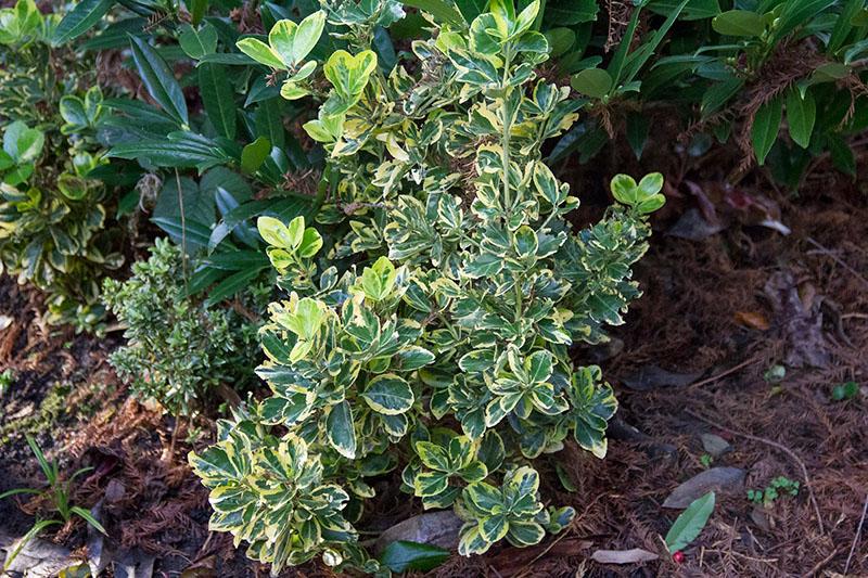 euonymus forchunan kuvaus
