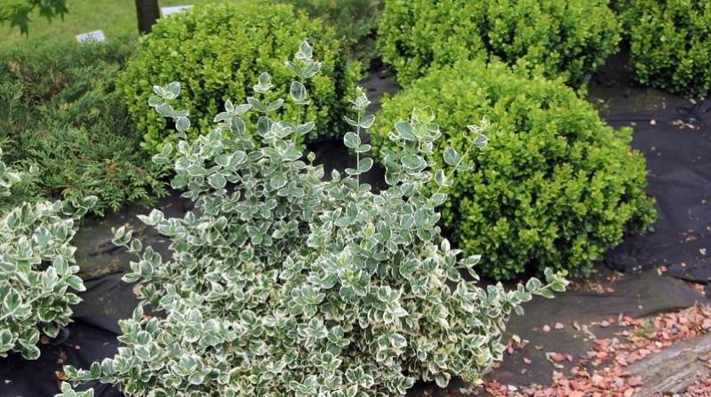euonymus-edut