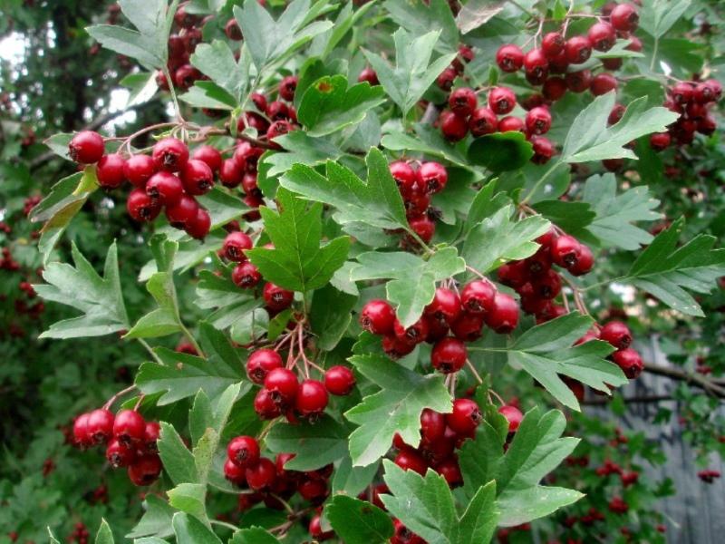 orapihlaja