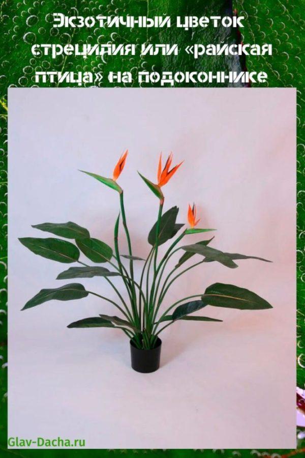 Strecilia kukka