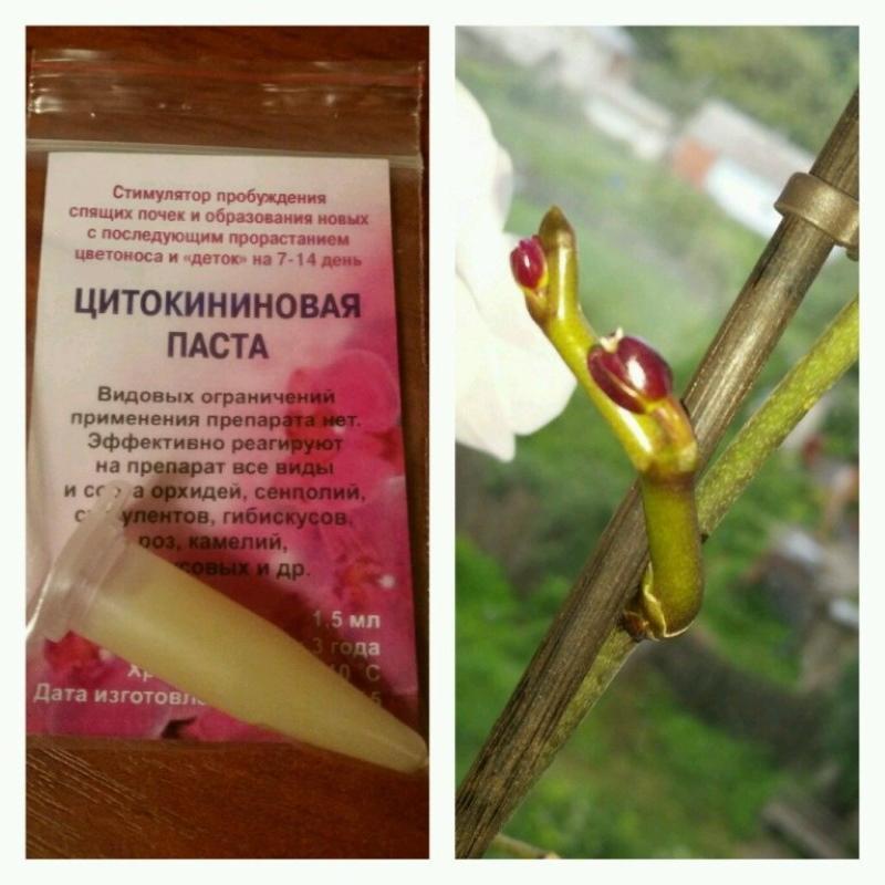 sytokiniinipastan käyttö sisäkasveille