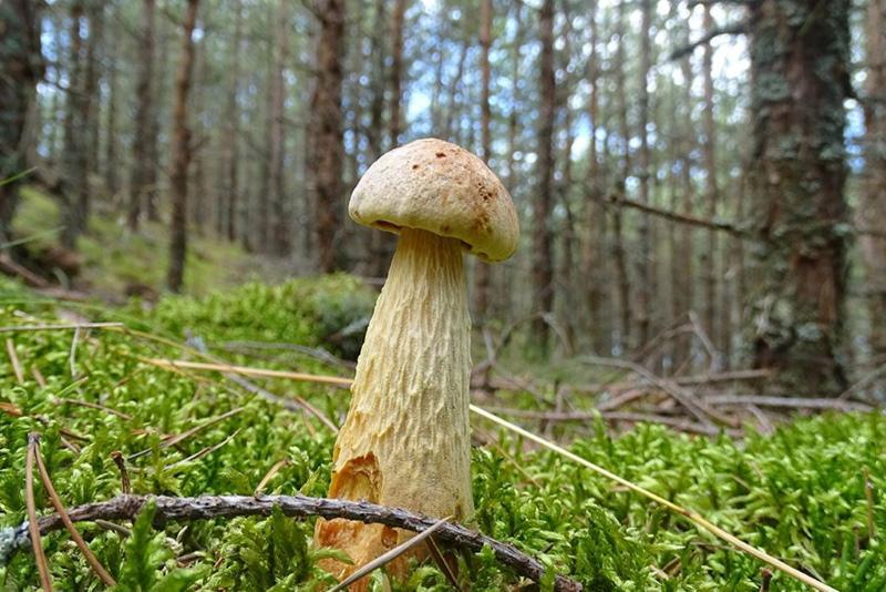 sienet Kaliningradin alueella kuva ja kuvaus