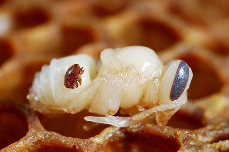 varroa punkki