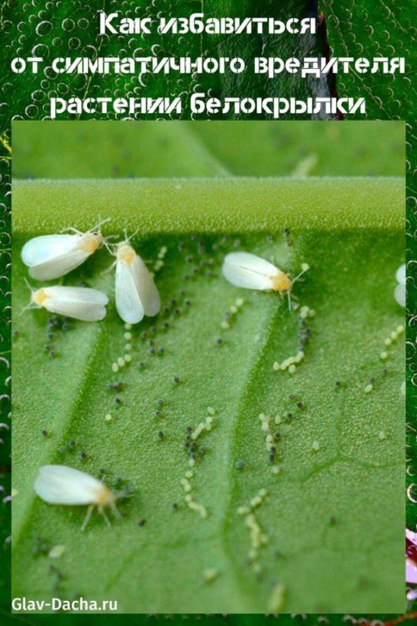 miten päästä eroon whitefly
