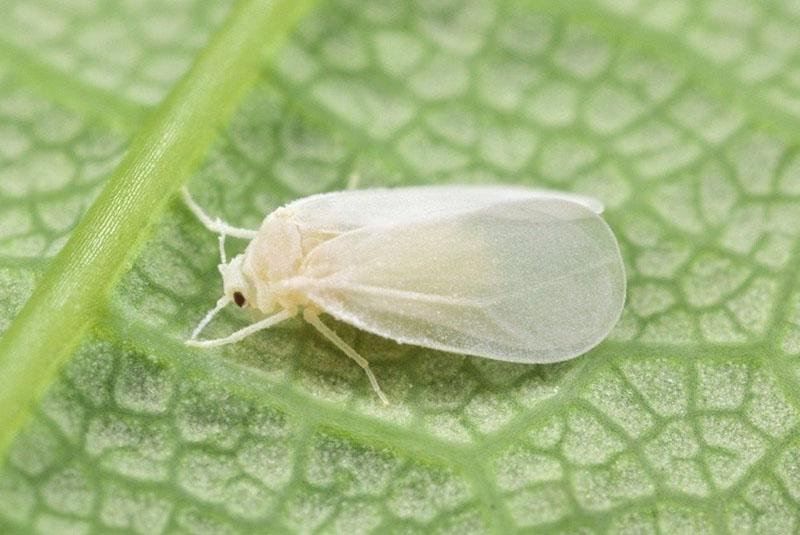 aikuinen whitefly