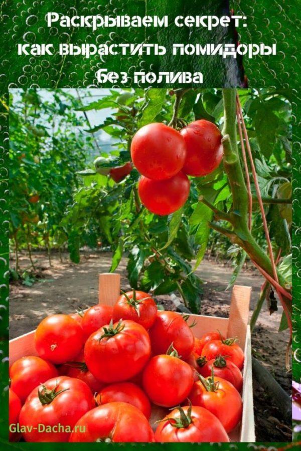 kuinka kasvattaa tomaatteja kastelematta