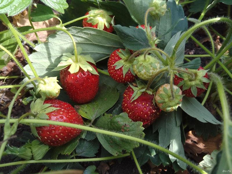 hybridi, joka saadaan risteyttämällä mansikoita Markee ja Sieger