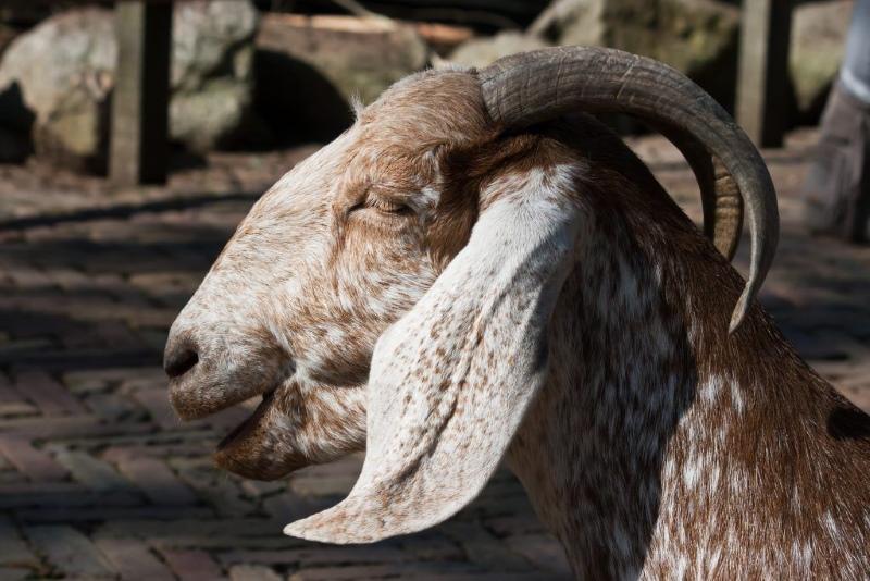nubialainen vuohenvalmistaja