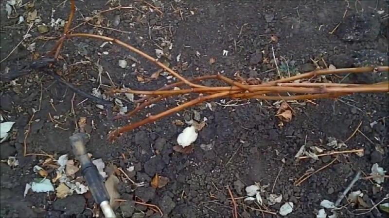 rauta-vitrioli rypäleille syksyllä