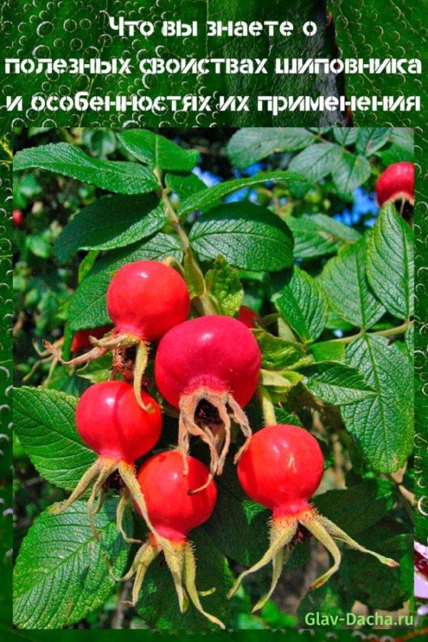 hyödyllisiä ominaisuuksia ruusunmarjat