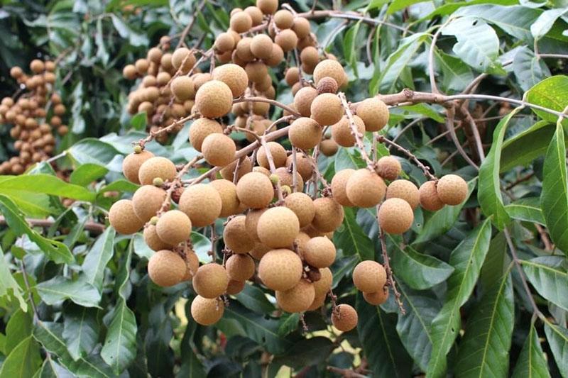 nippuja longania