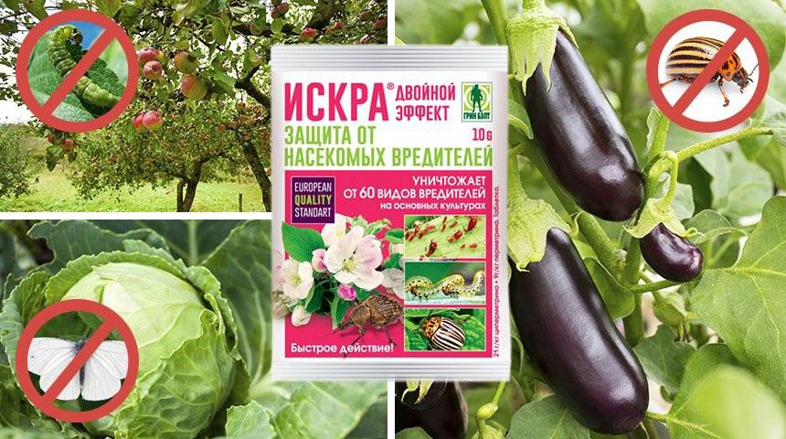 huumeiden kipinä kaksinkertainen vaikutus hyönteisiin