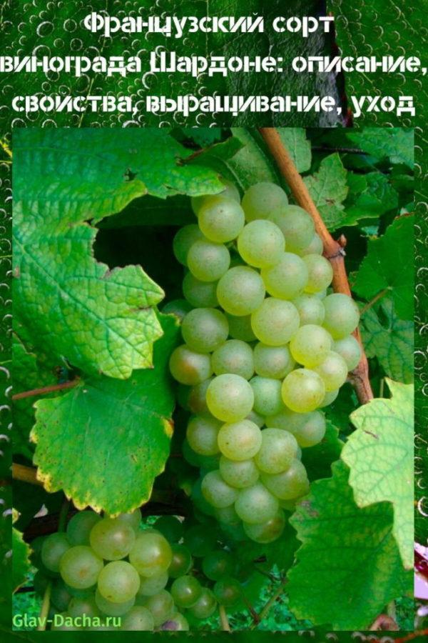 ranskalainen rypälelajike chardonnay