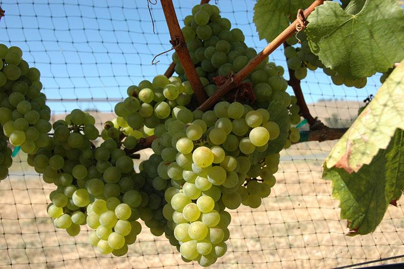 tekninen rypälelajike Chardonnay