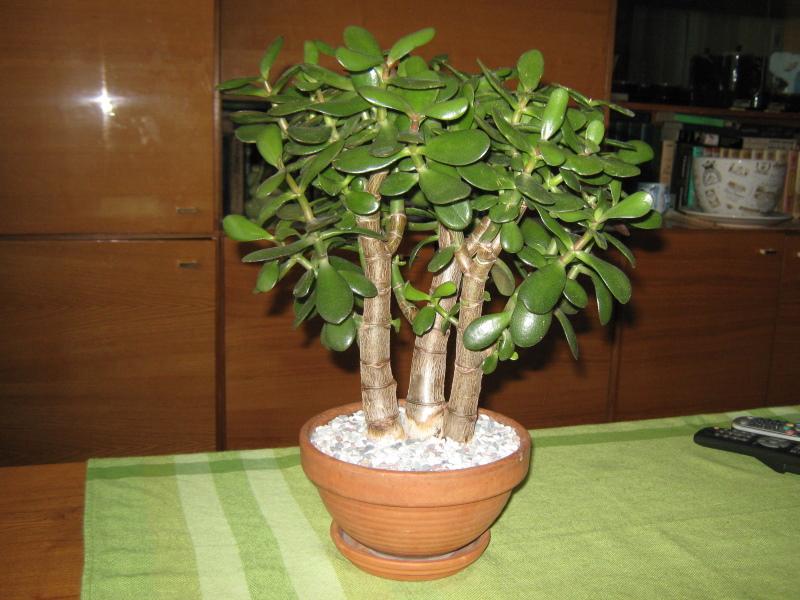 Rahapuu