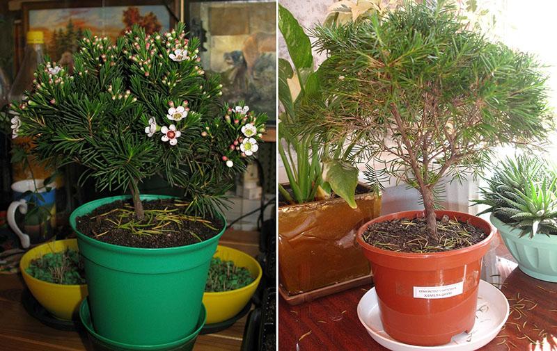 bonsai rostock Bonsai-Bundle – Ginkgo, Kiefer & Roter Ahorn selbst ziehen (3er Bonsai –  Wurzelbox main image 1