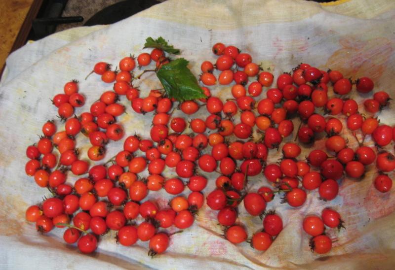 orapihlajan marjat