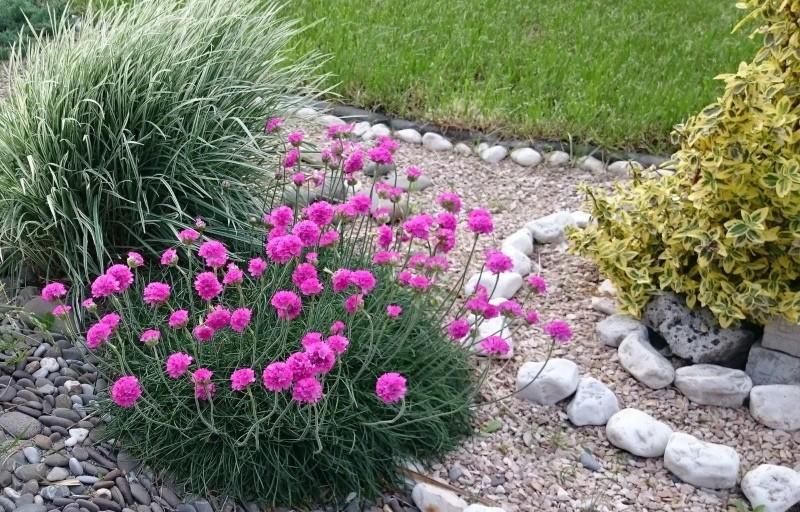 armeria meren rannalla lasku- ja hoitokuvia