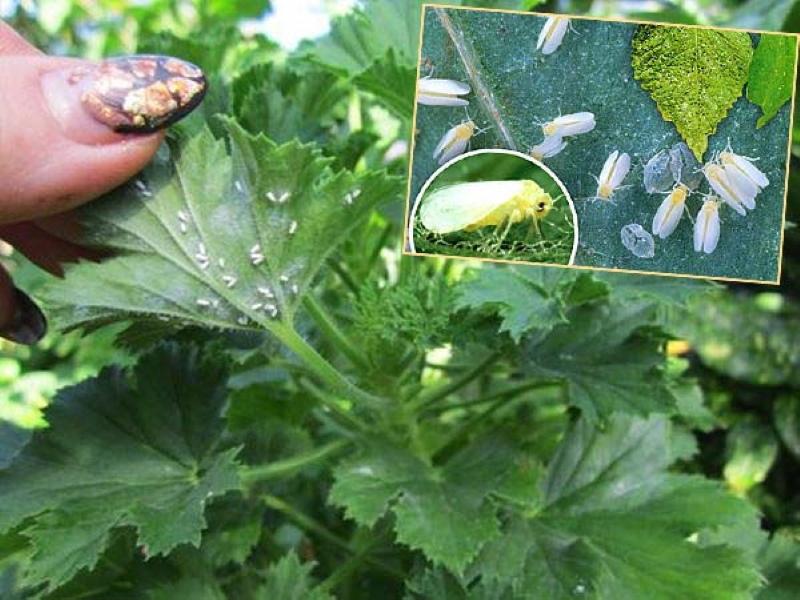 whitefly geranium