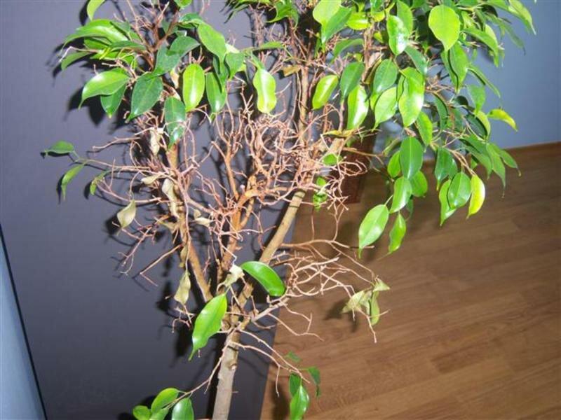 ficus benjaminin lehdet putoavat mitä tehdä
