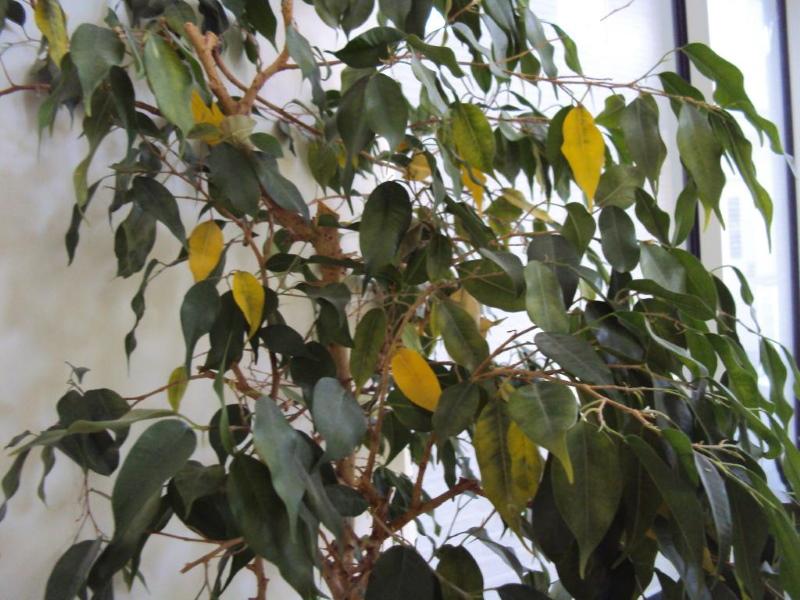 ylimääräinen kosteus ficuksessa