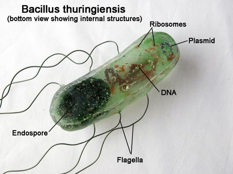 III serotyypin bakteerisolut Bacillus thuringiensis var. kurstaki