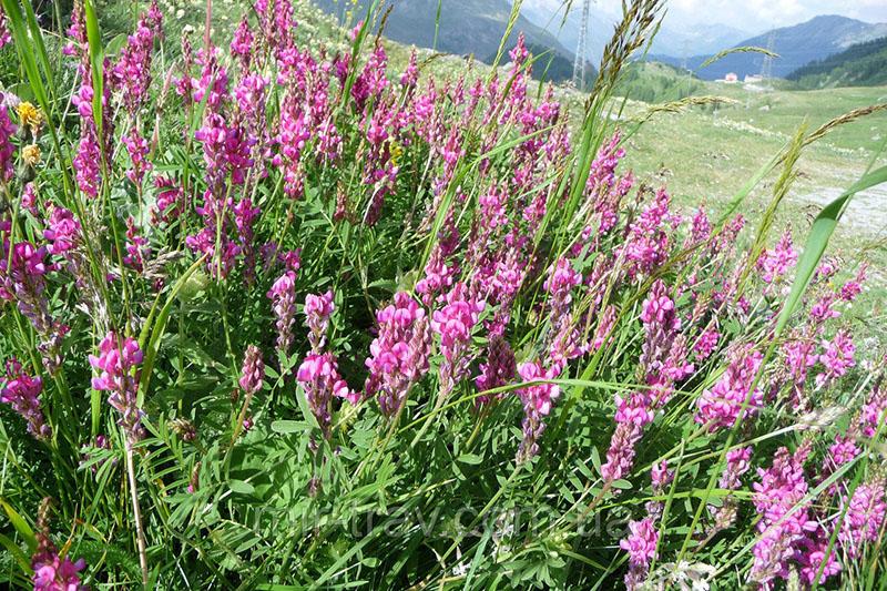sainfoin hunajakasvi kukkii