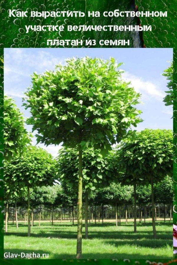 kuinka kasvattaa sycamore siemenistä