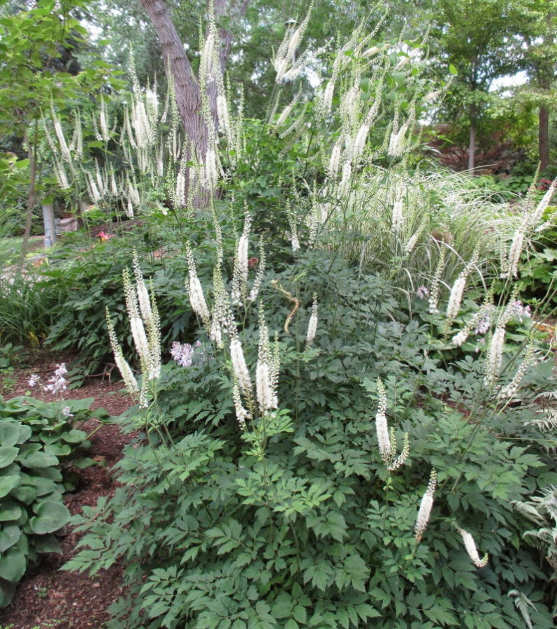 musta cohosh