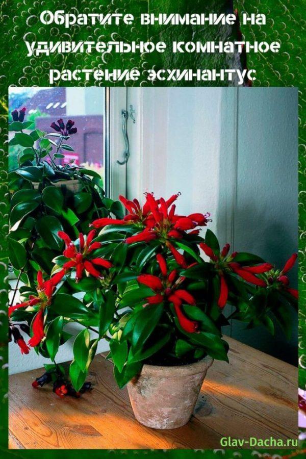 huonekasvi eschinanthus