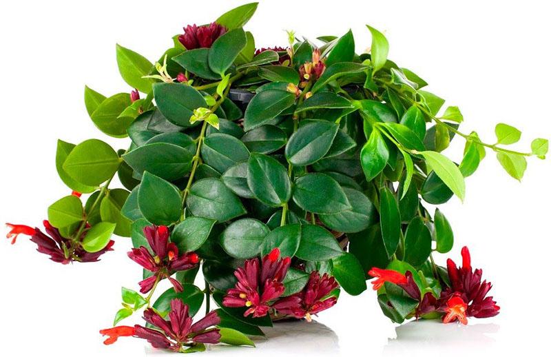 epätavallinen huonekasvi eschinanthus