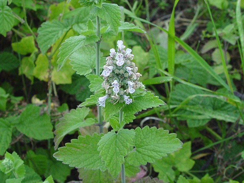 tuoksuva kasvi