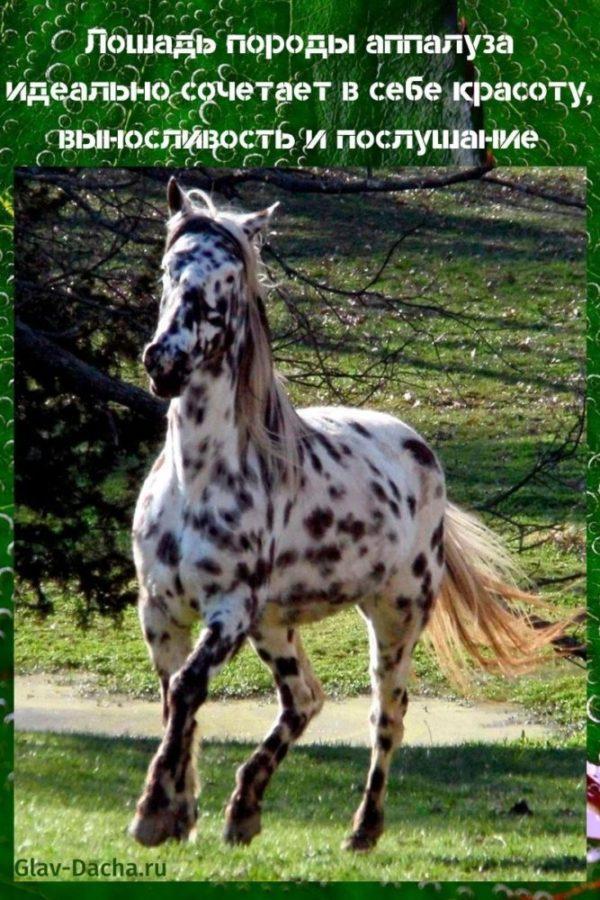 Appaloosa-hevonen