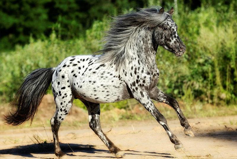 epätavallinen hevosrotu appaloosa