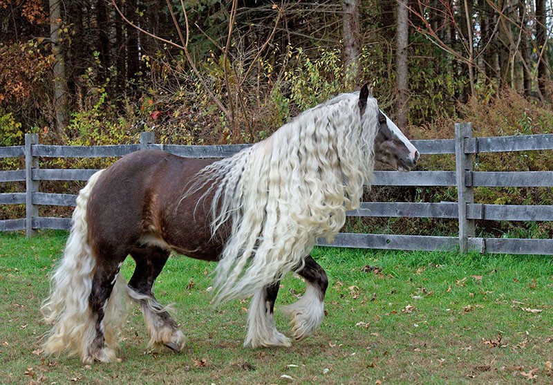 Tinker horses: diferencia, características del contenido