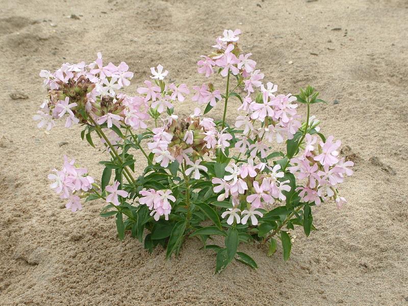 saippuavieralääke