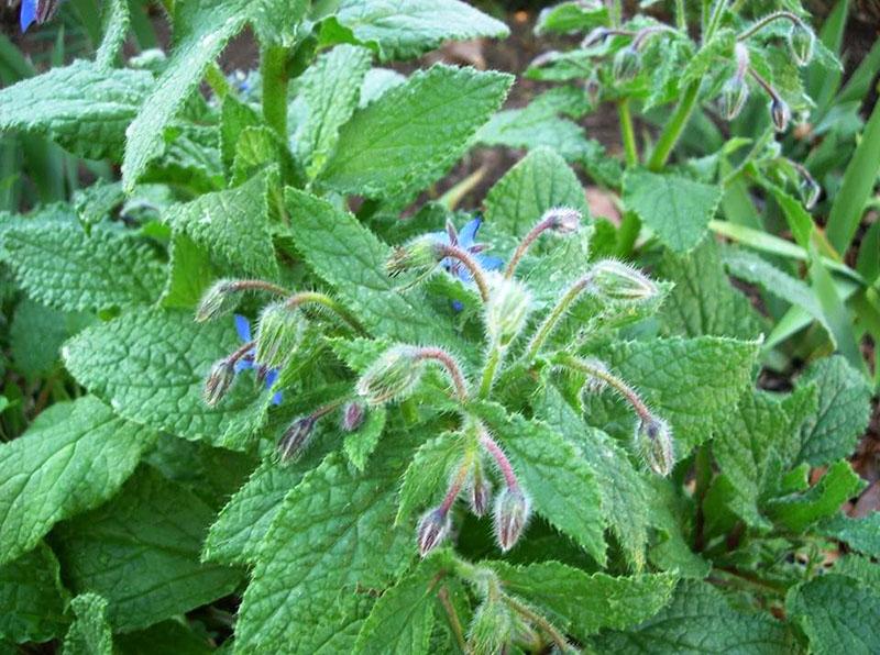 aromaattinen kasvi borago