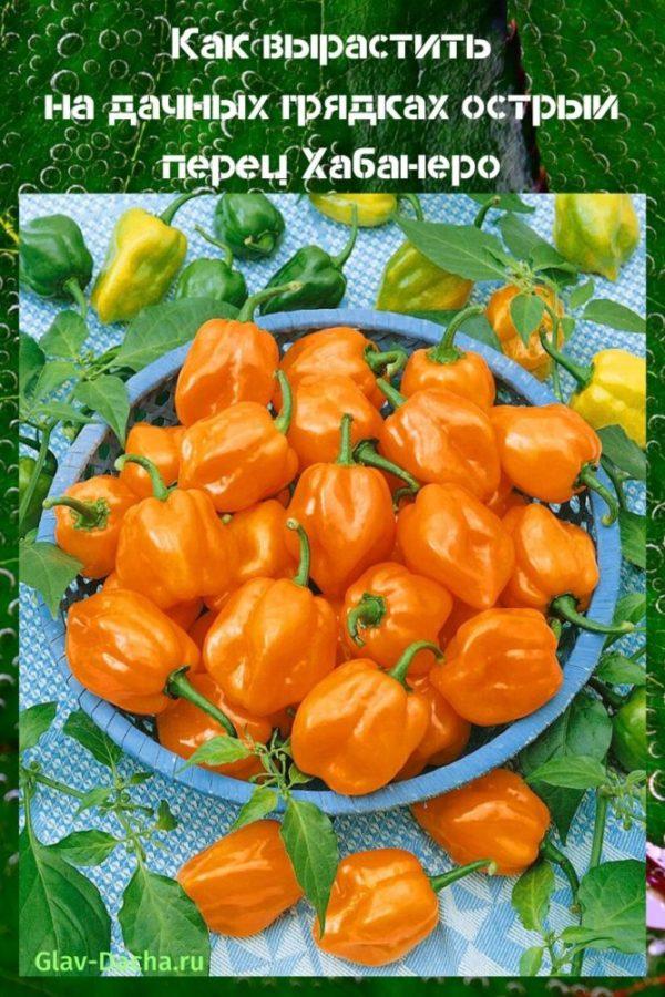 kuuma habanero-pippuri