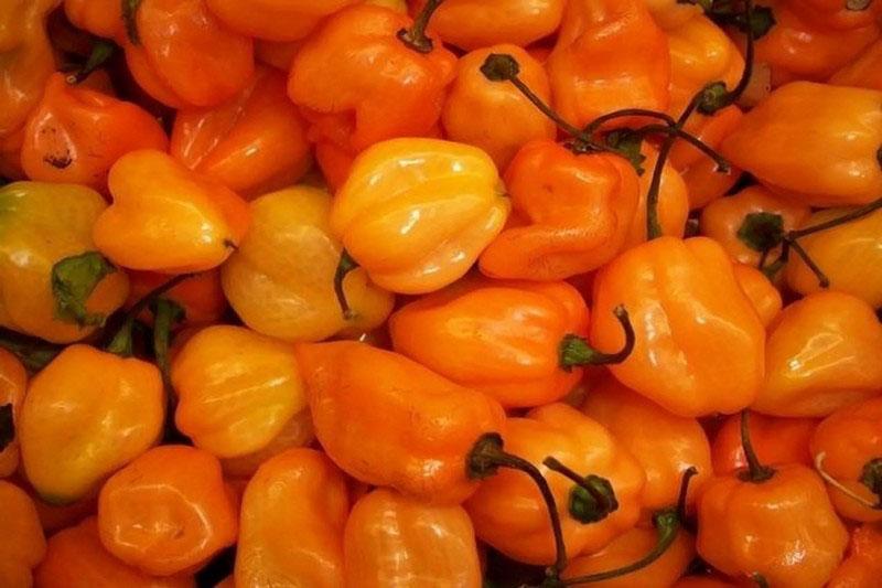 habanero-pippurihedelmä