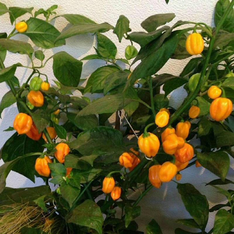 kompakti pensas kuumaa habaneroa