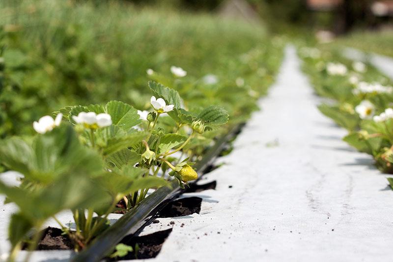 agrokuidun käytön piirteet