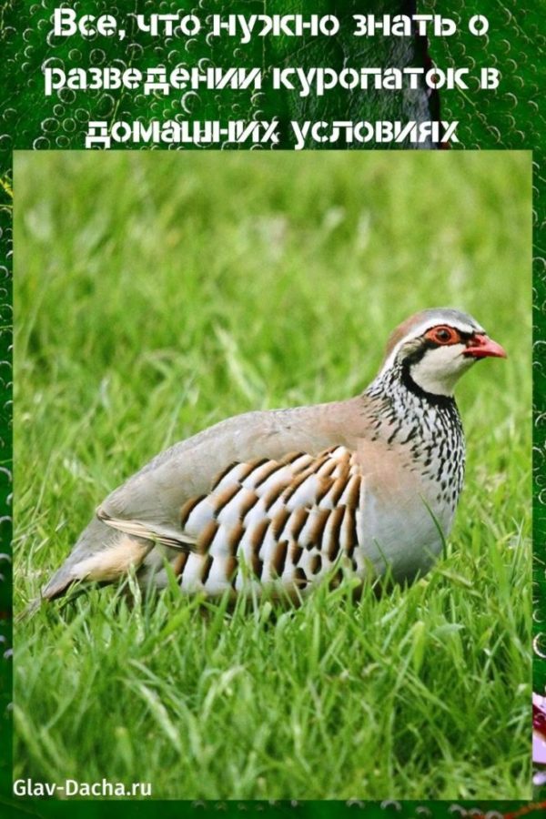 petoiden kasvatus kotona