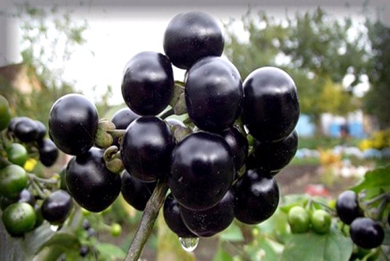 valmista sunberry