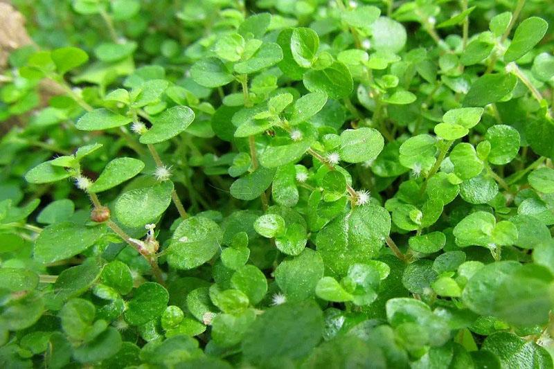 Salleuria kukkii puutarhassa